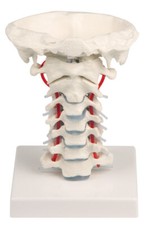 Modello anatomico della - anatomico,