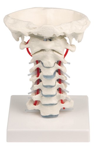 Modello anatomico della - modello,