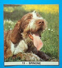 IL MONELLO I FEDELISSIMI 1971-Figurina-Sticker n.13 - SPINONE