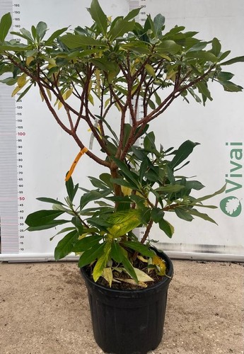 Pianta edgeworthia - pianta,