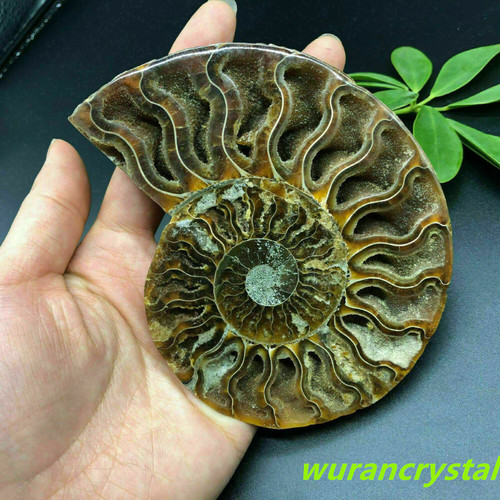 200g conchiglia ammoniaca - 200g+,
