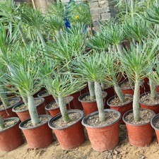 2PZ 15CM Pianta di Cactus