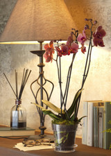 VASO BORDATO CON SOTTOVASO x