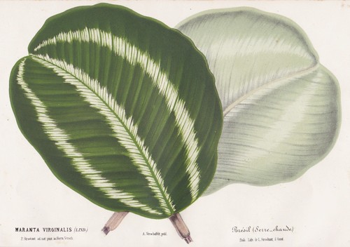Maranta virginalis brasile - virginalis,