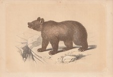 Orso bruno - (ursus, arctos)