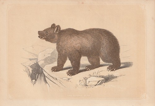 Orso bruno - orso,
