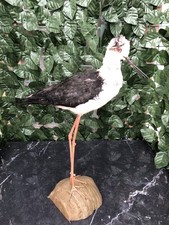 Cavaliere d'Italia , Uccello