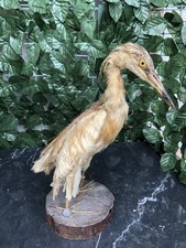 Sgarza ciuffetto (Ardeola