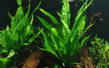Microsorum pteropus