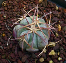 Echinocereus horizonthalonius TRT2 no crested 