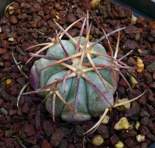 Echinocereus horizonthalonius