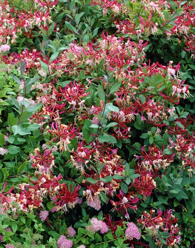 Pianta lonicera - pianta,