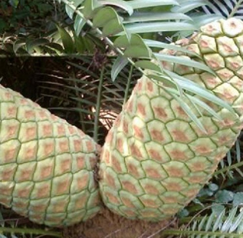 Encephalartos lebomboensis 1 - encephalartos, (1