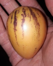 PIANTA DI MELONE PEPINO – KACHUMA – ARBUSTO DA FRUTTO – DA PUGLIA