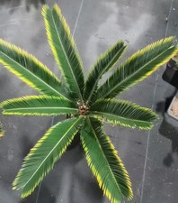 Cycas revoluta "Aurea" WYSIWYG