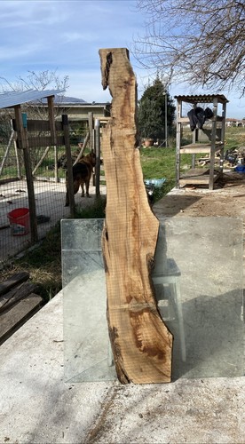 Tavola legno ulivo 158 - tavola, di