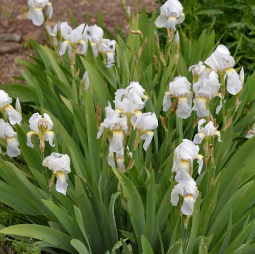 Iris fiorentino - iris,
