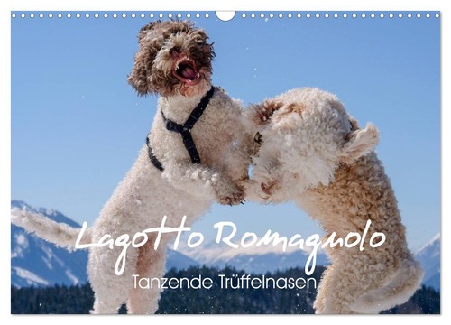 Lagotto romagnolo tanzende - lagotto,