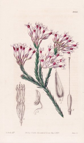 Erica irbyana sud - irbyana,
