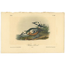 Audubon Birds Octavo 2nd Ed