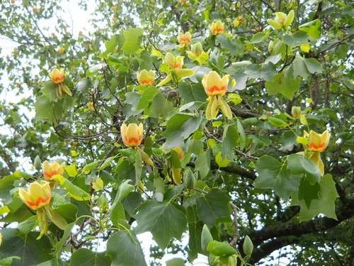 Semi liriodendron - 5,