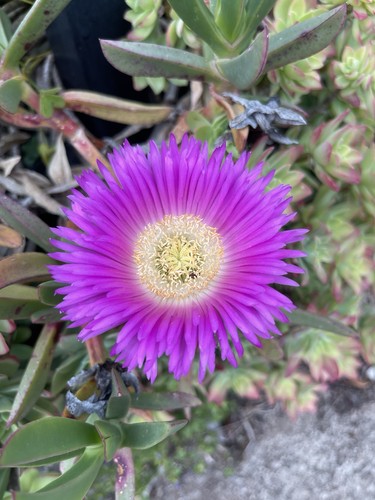 Carpobrotus edulis unghia - , di