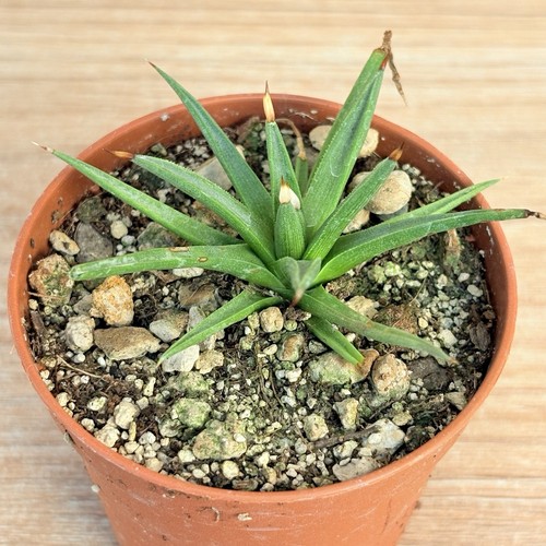 Agave albopilosa pot 6 - agave, cm