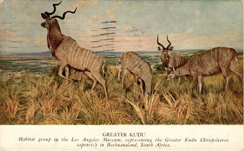Cartolina greater kudu los - greater, kudu,