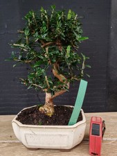bonsai  olivastro   h 33 cm