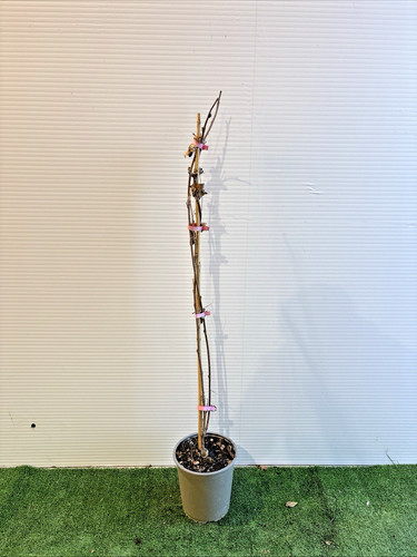 Pianta rampicante glicine - rampicante, di