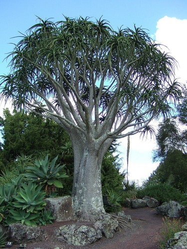 Aloe barberae albero di - aloe,