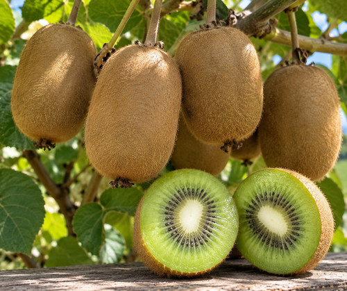 Kiwi herma autofertile - kiwi, –