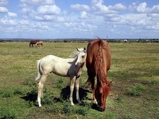 Foto: Venere Texas Cannon