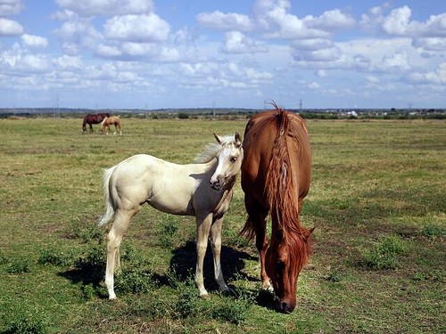 Foto venere texas cannon - foto:,