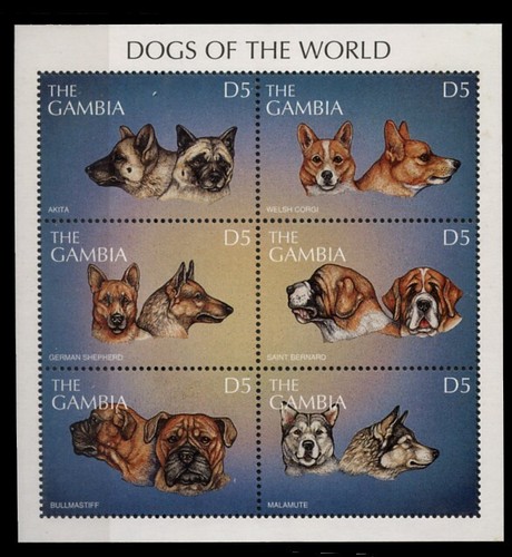 Akita corgi malamute - corgi,