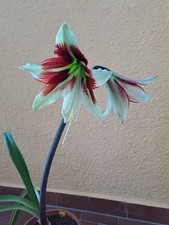 Hippeastrum LPn1 X Bukasovii -