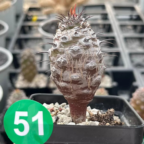 Pezzo cm cactus - 1,
