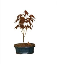 Japanese Red Maple Bonsai Acer