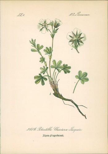 Chromolithographie - ,