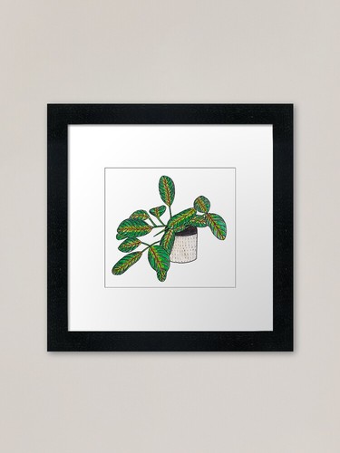 Pianta preghiera maranta - di,