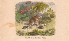 Stampa CAVIA PORCELLINO D'INDIA incisione antica acquerellata del 1884