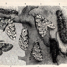 Falene e bruchi su corteccia