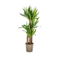 Yucca elephantipes ø21 - yucca,