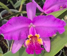 Cattleya lueddemanniana var - lueddemanniana,