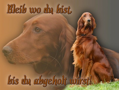 Irish red setter cartello - irish,