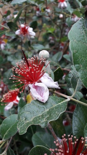 Feijoa acca sellowiana - feijoa, "acca