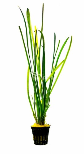Vallisneria spiralis leopard - vallisneria, 'leopard'