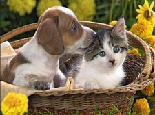 CUCCIOLO E GATTINO SEDUTI IN