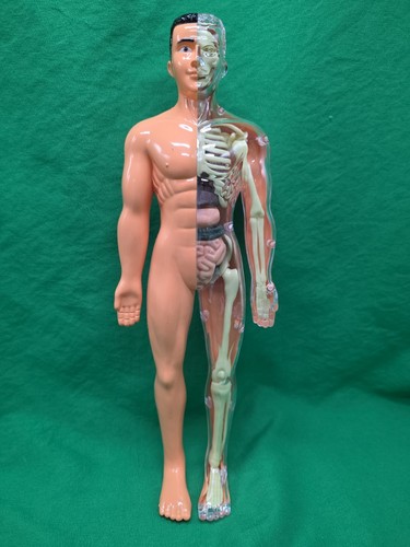 Modello corpo umano anatomia - corpo,