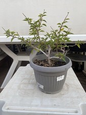 Bougainvillea Mini Thai